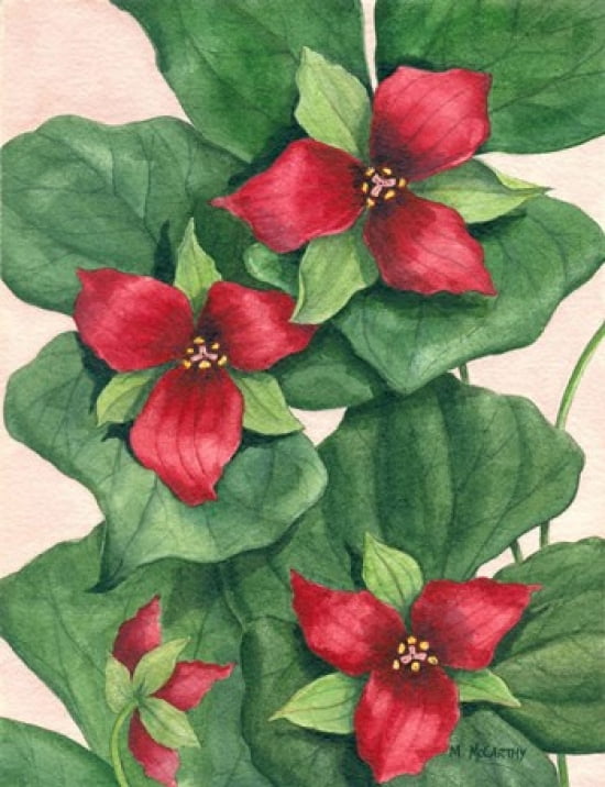 Purple Trillium Canvas Art - Maureen Mccarthy (13 x 17)