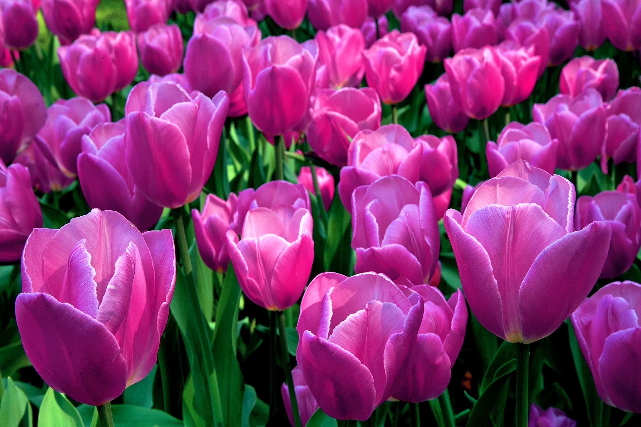 Purple Tulip Bulbs for Planting - Easy to Grow - Made in USA, Ships ...