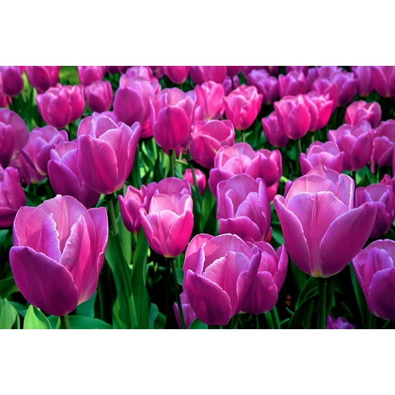 Purple Tulip Bulbs for Planting - Easy to Grow Perennial Garden Flowers (10 Bulbs)