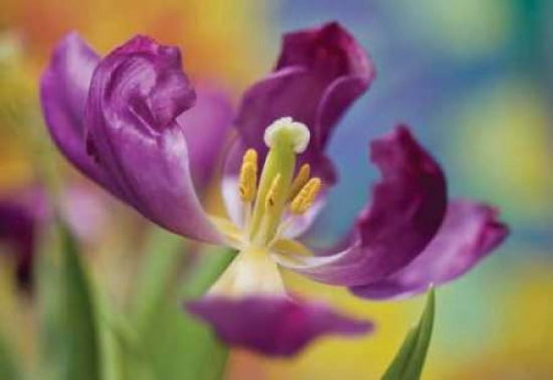 Purple Tulip I Canvas Art - Lee Peterson (20 x 28)