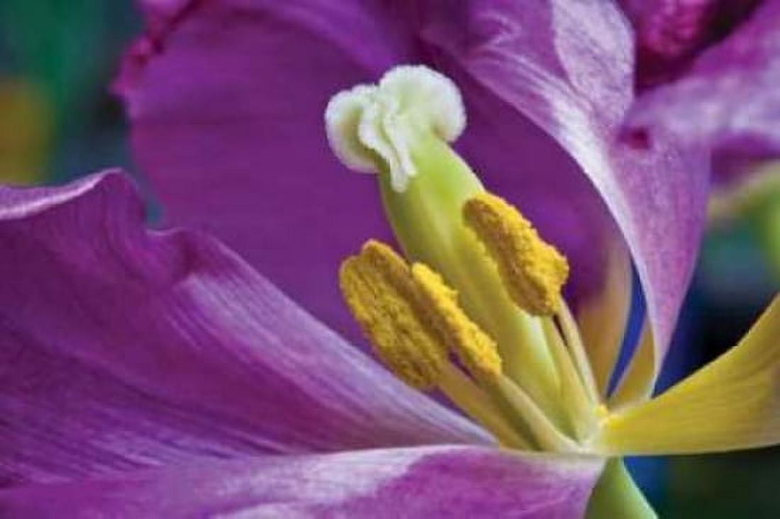 Purple Tulip II Canvas Art - Lee Peterson (24 x 36)