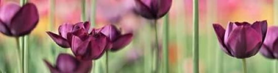 Purple Tulip Panorama Canvas Art - Cora Niele (12 x 36)