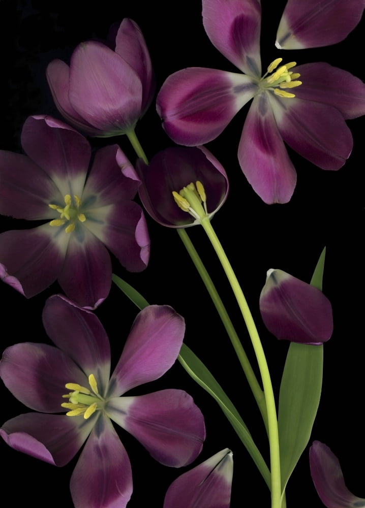 Purple Tulips Purple Tulips Leaves And Stems Canvas Art - Deddeda Design Pics (13 x 19)