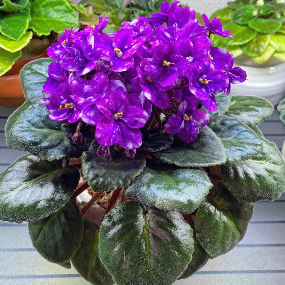 Violet Planting Purple Violet Plant Live, Flowering Violets Indoor Outdoor Blooming ...