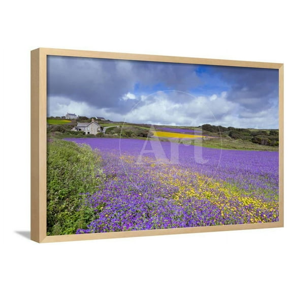 Purple Vipers Bugloss, Patersons Curse, Framed Art Print Wall Art Sold by Art.Com