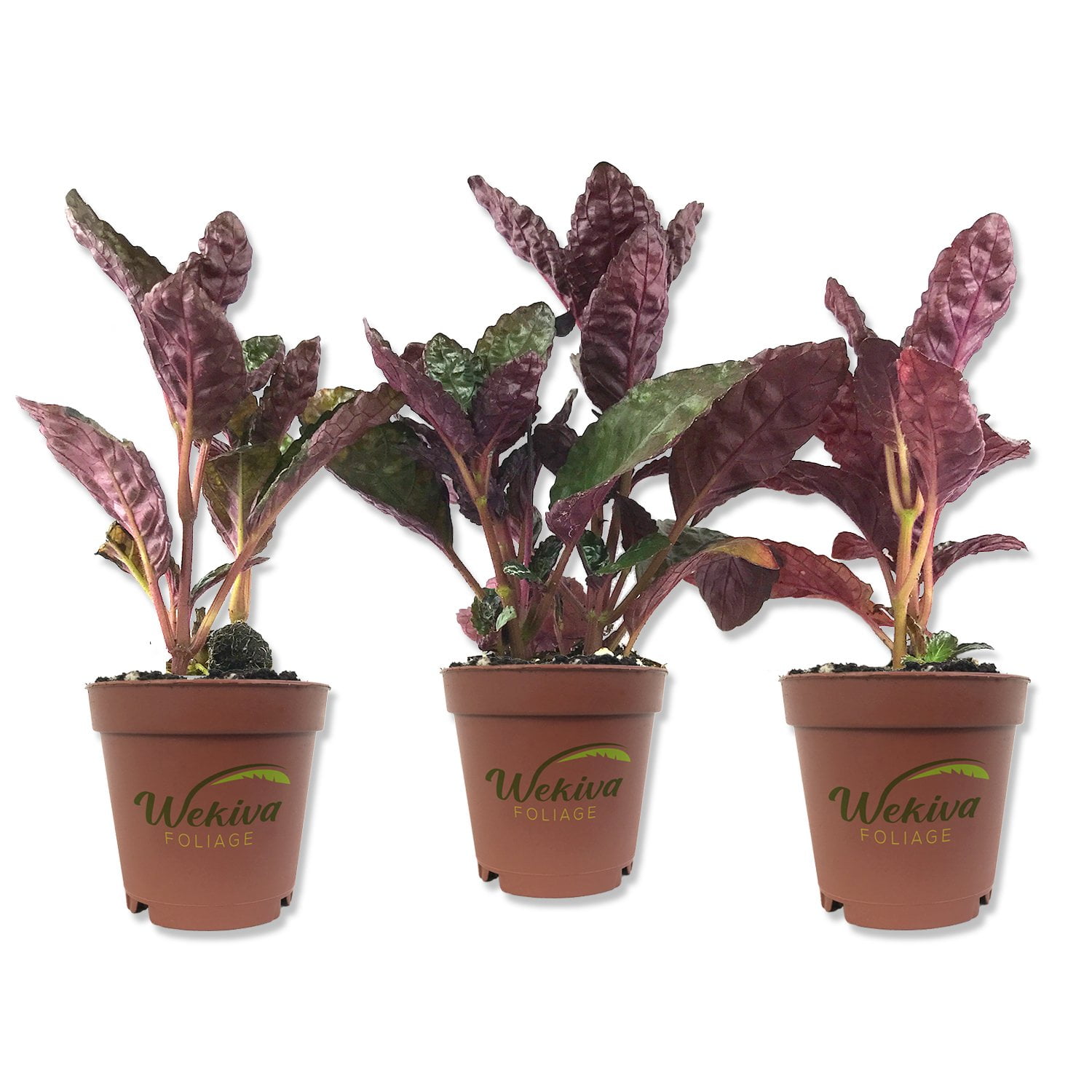 Purple Waffle Plant 3 Live Starter Plants in 2 Inch Pots