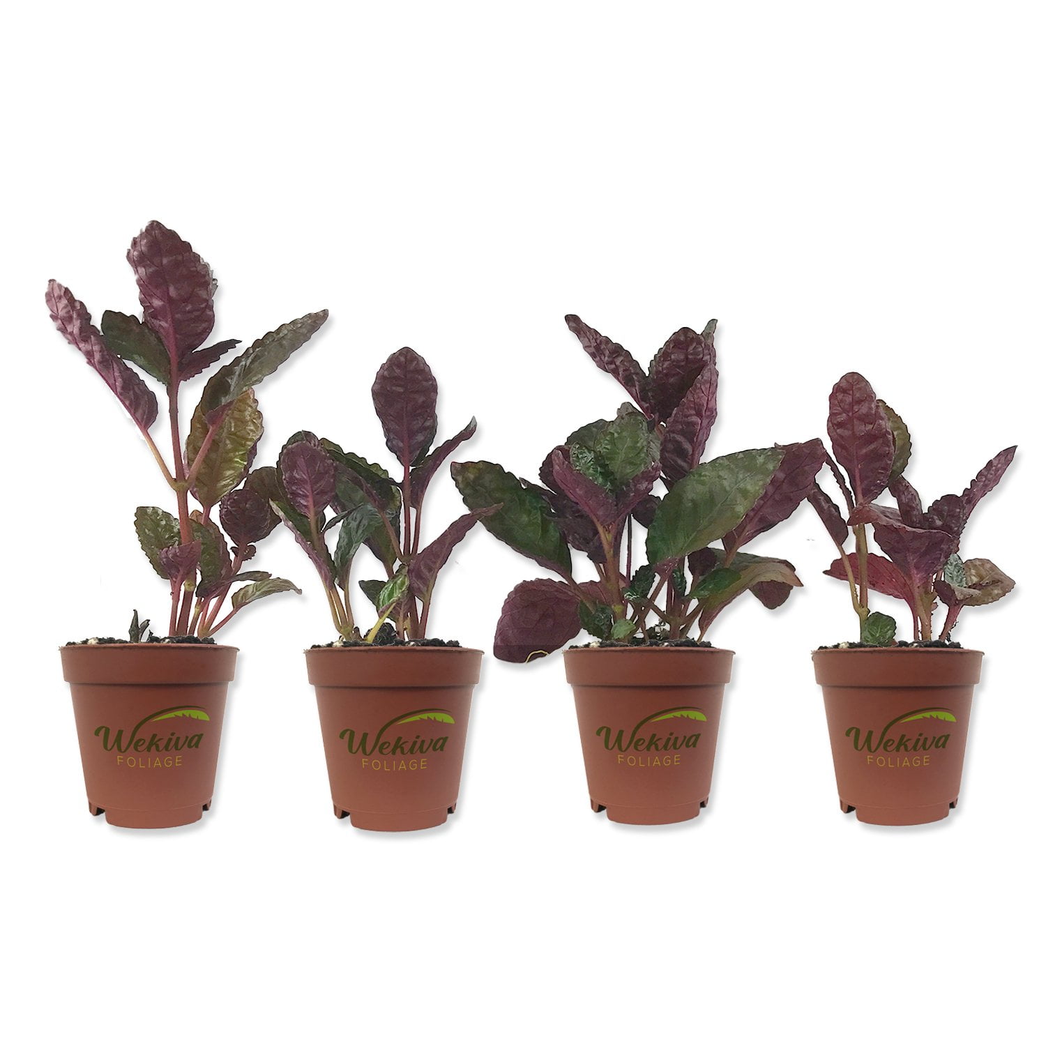 Purple Waffle Plant 4 Live Starter Plants in 2 Inch Pots