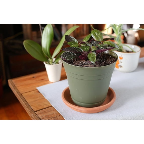 Purple Waffle Plant - Live Plant in a 4 Inch Pot - Hemigraphis Alternata - Rare and Elegant Indoor Houseplant