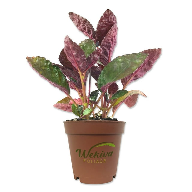 Purple Waffle Plant