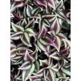 thumbnail image 1 of Purple Wandering Jew Live Plant - 10 Starter Plants - Tradescantia Zebrina - Fully Rooted and ready to plant - Air purifier, Easy Houseplant for Home and Office, 1 of 5