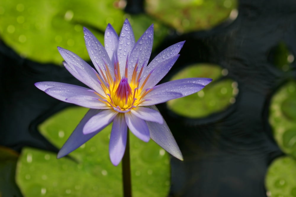 Purple Water Lily Canvas Art - Christine Mariner Design Pics (17 x 11)