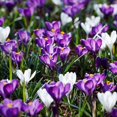 thumbnail image 1 of Purple & White Crocus Mix Flower Bulbs - 25 Bulbs per Pack - Attracts Butterflies and Hummingbirds - Good as Cut Flowers - Grows Well In Containers - Perennializing - Easy to Grow Live Plants, 1 of 5