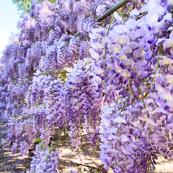 Purple Wisteria Live Plant, 2.5 Inch Pot, Flowering Vine for Outdoor Garden Planting