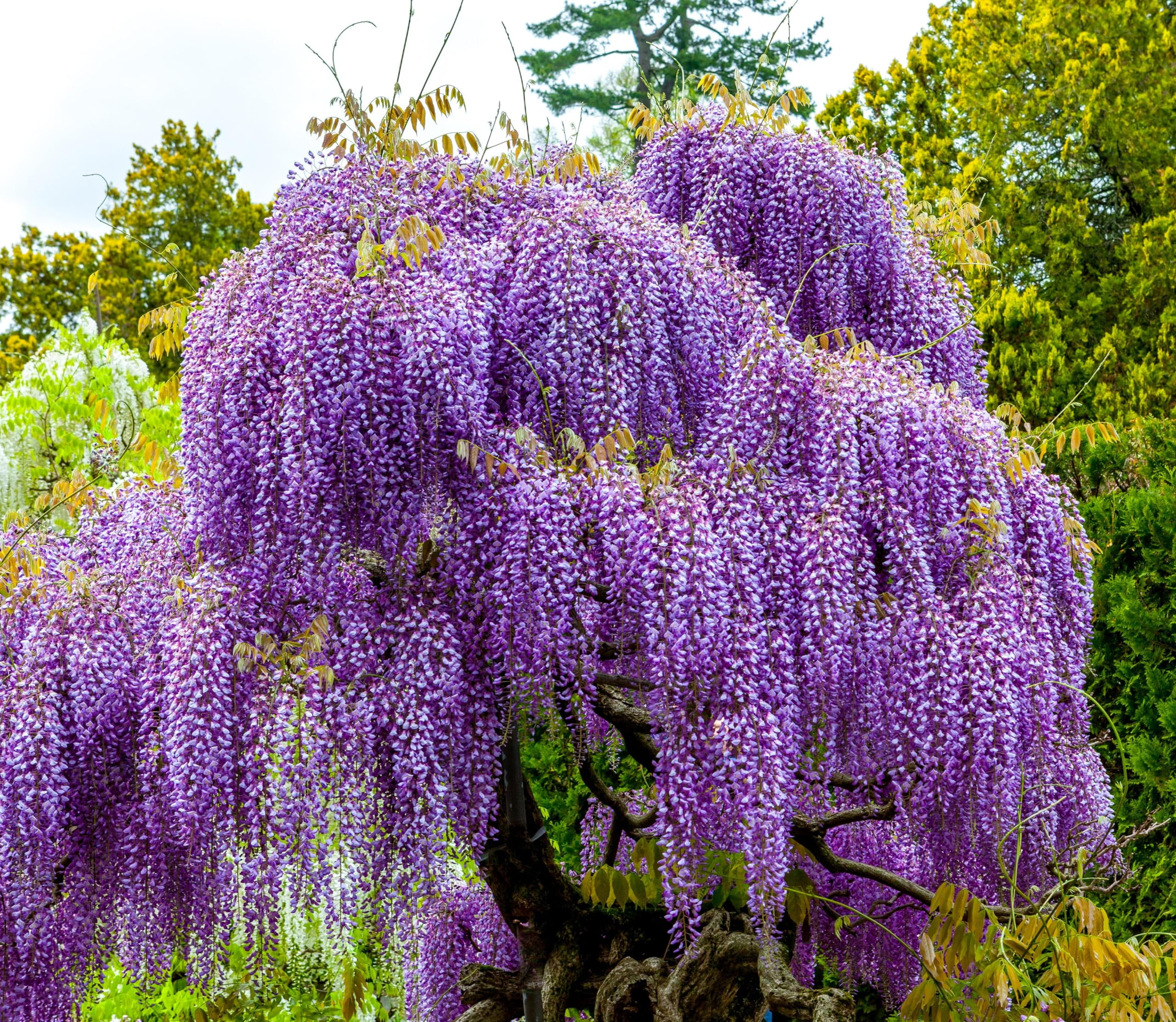 Live Purple Chinese Wisteria Seedling – 3+ Years Old, Fast-Growing Climbing Vine For Garden Or Bonsai 1 thumbnail image