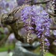 Purple Wisteria Tree Live Plant, Wisteria Tree Plant for Outdoor ...