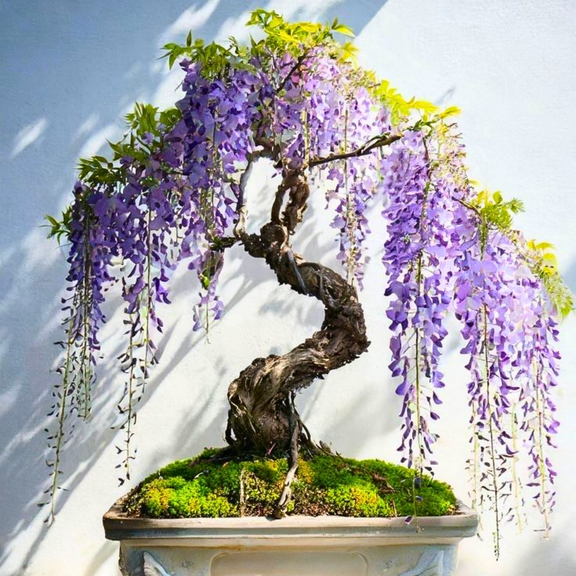 Purple Wisteria Tree Plant, Live Wisteria Tree Plant 6'' Tall in Pot, Outdoor Landscape