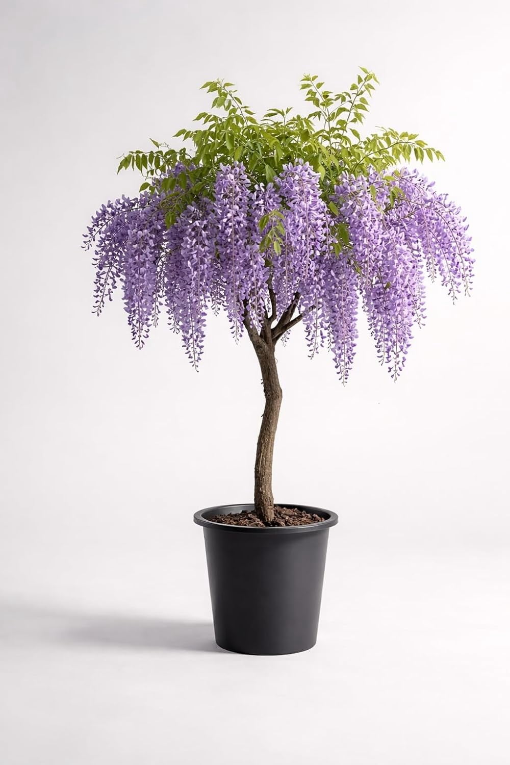 wisteria出品 Wisteria Shrub