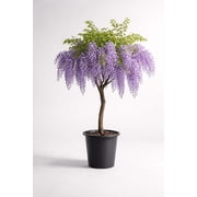 Purple Wisteria Tree Seedling for Planting - 1 Year Old Well Rooted Seedling - Starter for Bonsai Training or Outdoor Planting   Deciduous Flowering Vine Tree