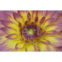Purple and Yellow Dahlia, Botanical Unframed Photographic Print Wall Art by George Johnson Sold by Art.Com