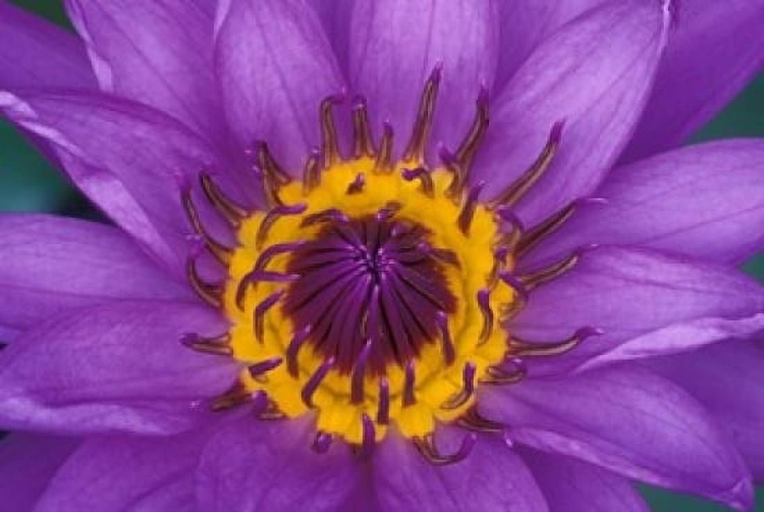 Purple and Yellow Lotus Flower Bangkok Thailand Canvas Art - John & Lisa Merrill DanitaDelimont (36 x 24)