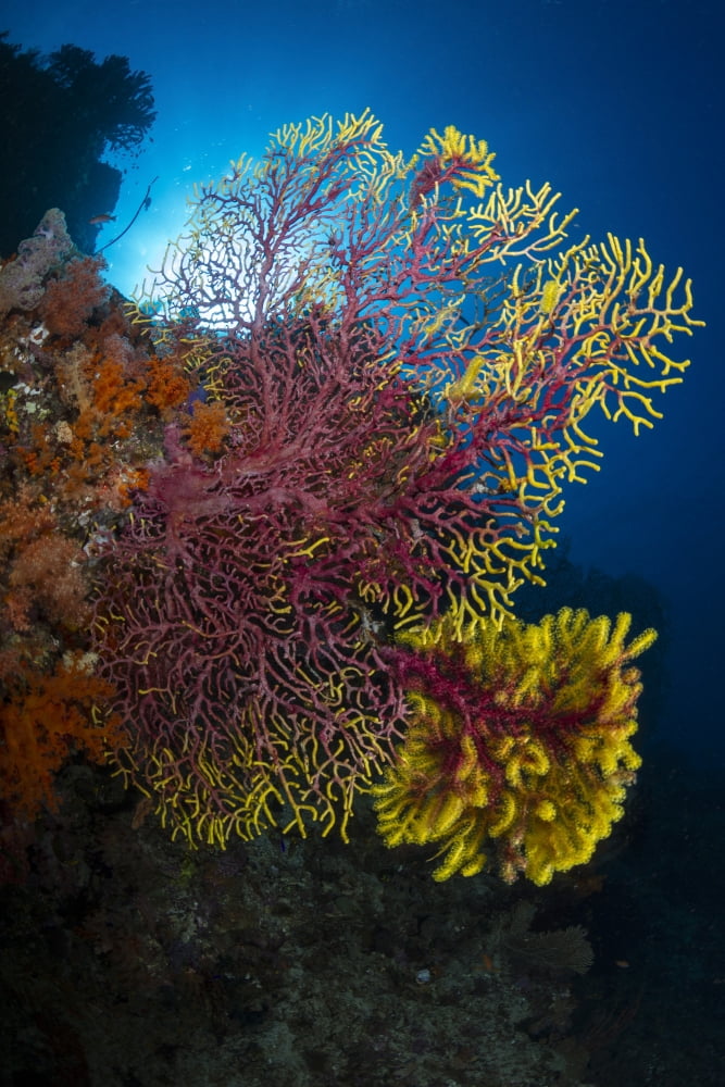 Purple and yellow sea fan in Raja Ampat Indonesia Canvas Art - Todd WinnerStocktrek Images (12 x 18)