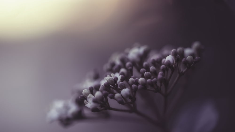 Purple blossoms Sharon Valley Israel Canvas Art - Robert Schenck Design Pics (20 x 11)