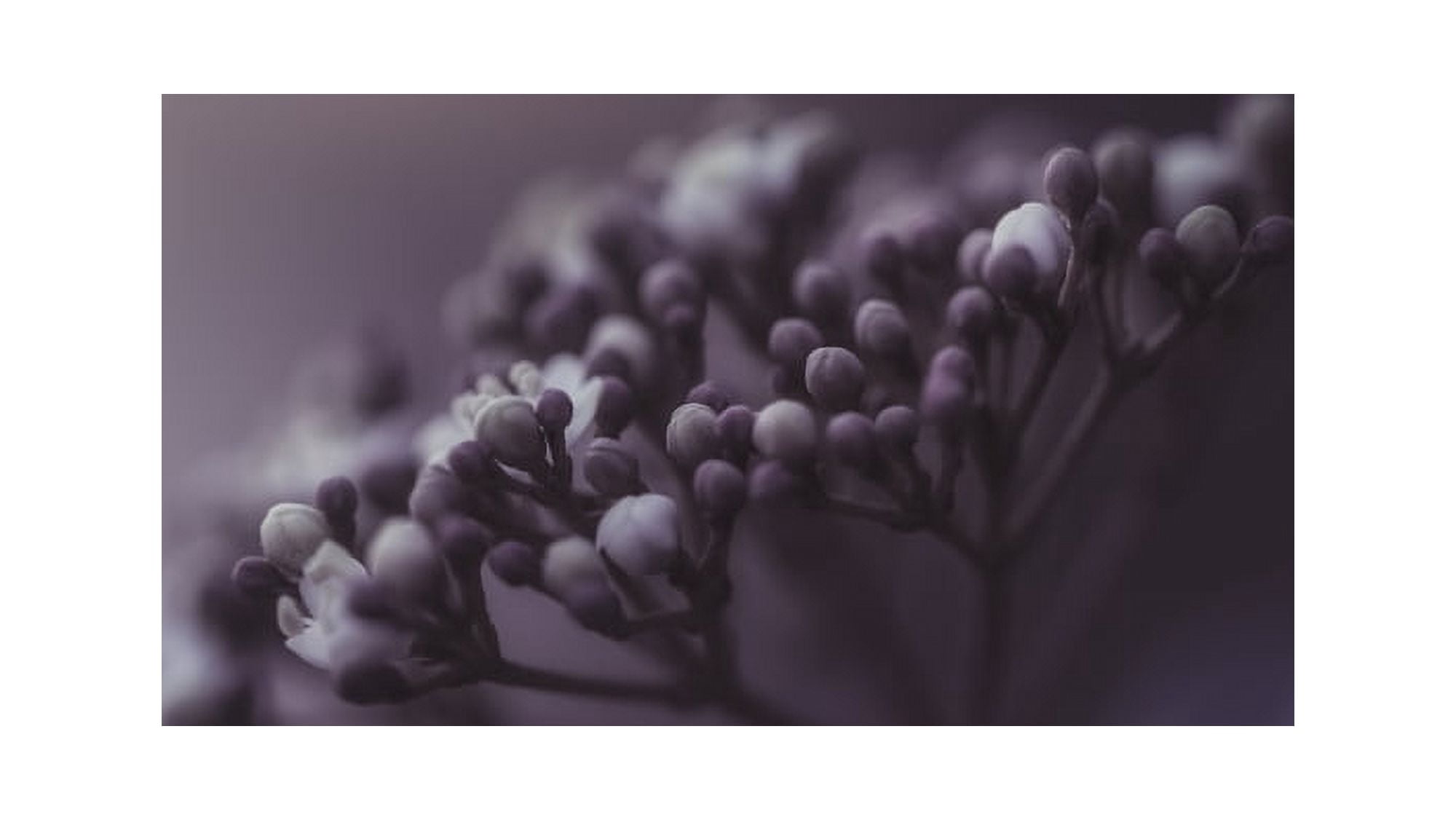 Purple blossoms Sharon Valley Israel Canvas Art - Robert Schenck Design Pics (40 x 22)