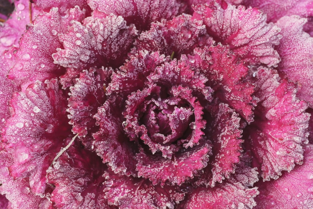 Purple cabbage on a frosty morningMill creek washington united states of america Canvas Art - Stuart Westmorland Design Pics (19 x 12)
