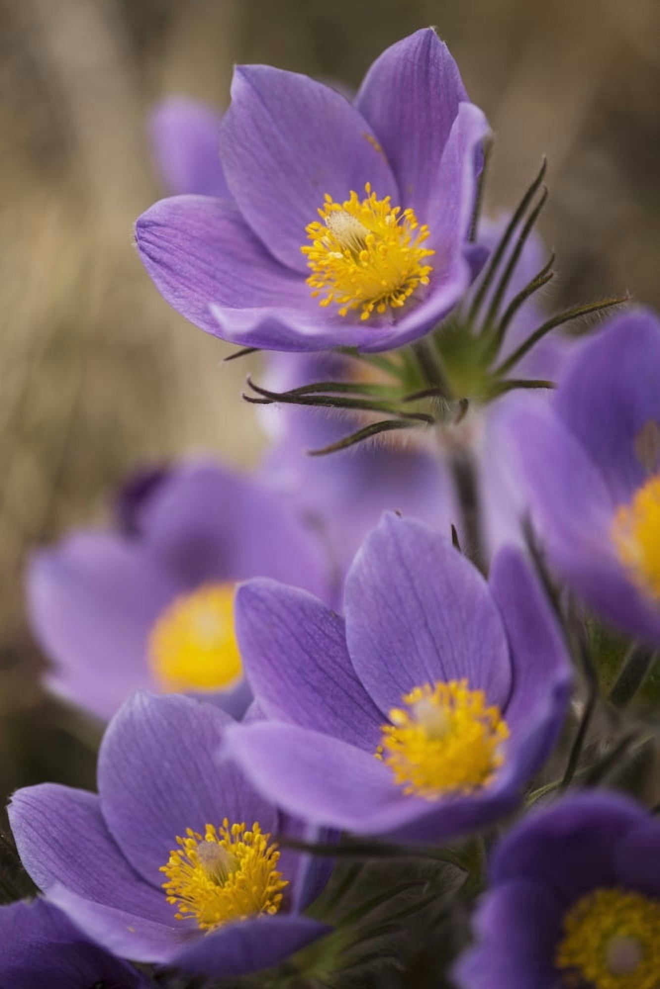 Purple crocus Yukon Canada Canvas Art - Robert Postma Design Pics (12 x 19)