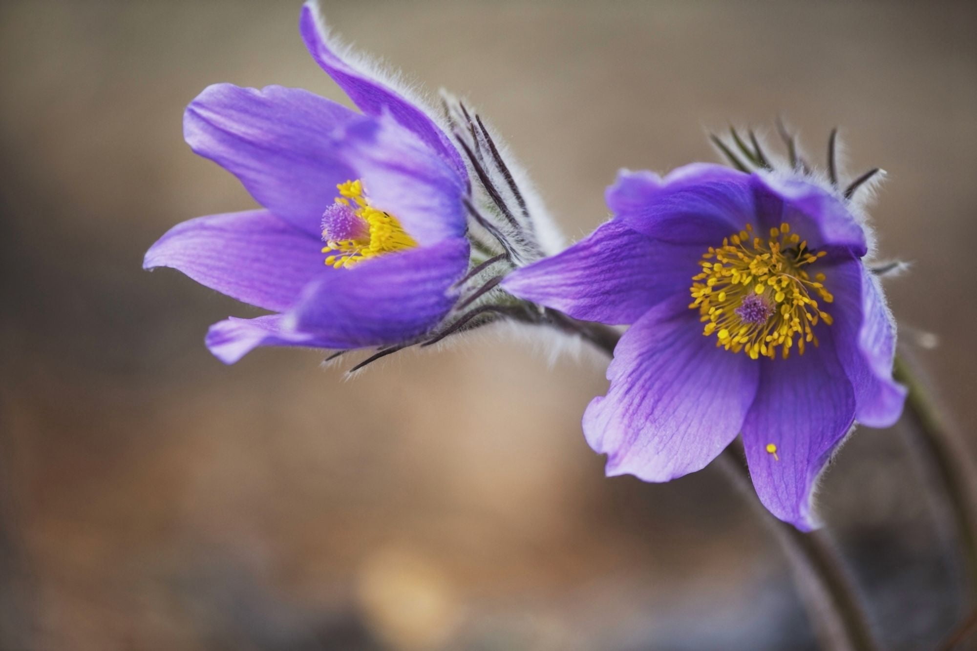 Purple crocus Yukon Canada Canvas Art - Robert Postma Design Pics (19 x 12)