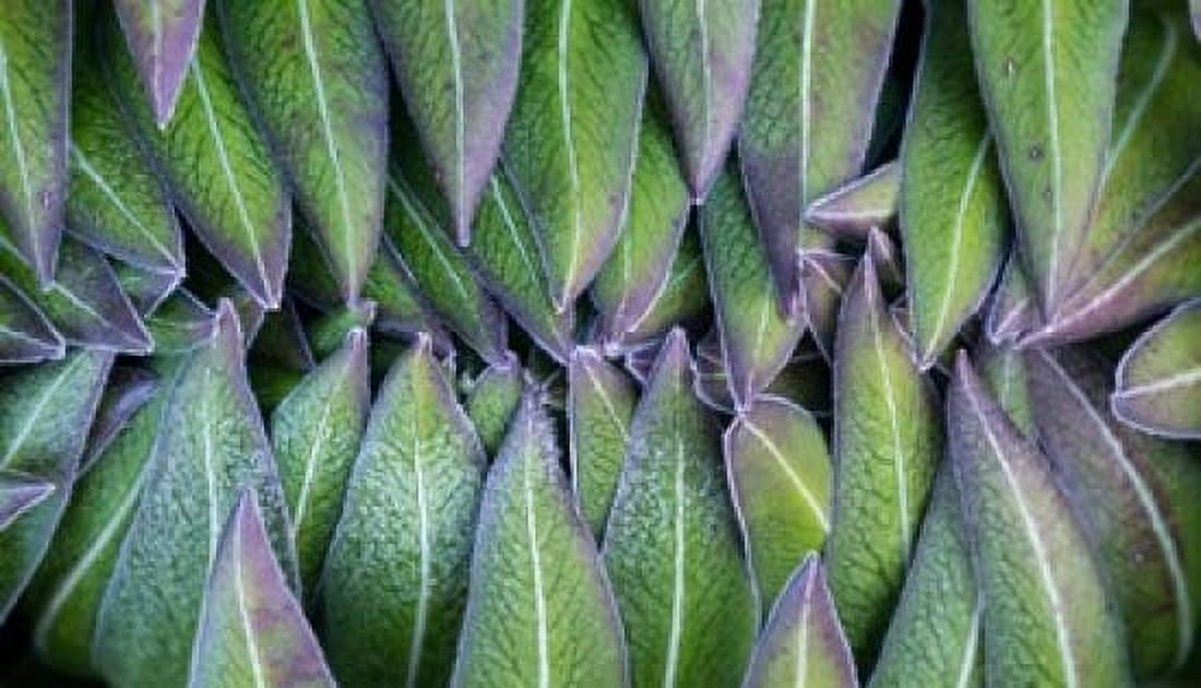 Purple edged leaves of the Giant Lobelia rosette Kenya Canvas Art - Martin Zwick DanitaDelimont (23 x 13)