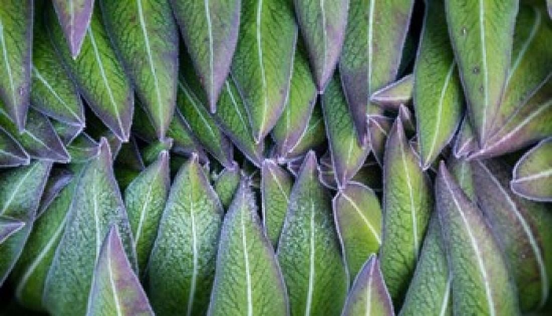 Purple edged leaves of the Giant Lobelia rosette Kenya Canvas Art - Martin Zwick DanitaDelimont (44 x 25)