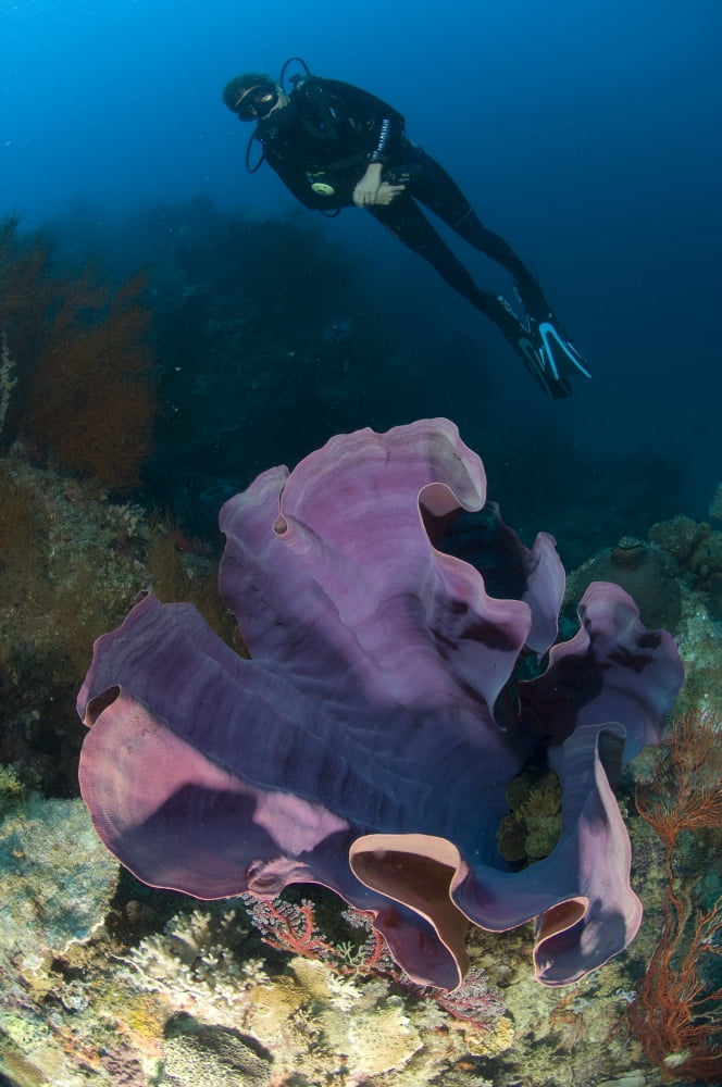 Purple elephant ear sponge with diver Papua New Guinea Canvas Art - Steve JonesStocktrek Images (12 x 18)
