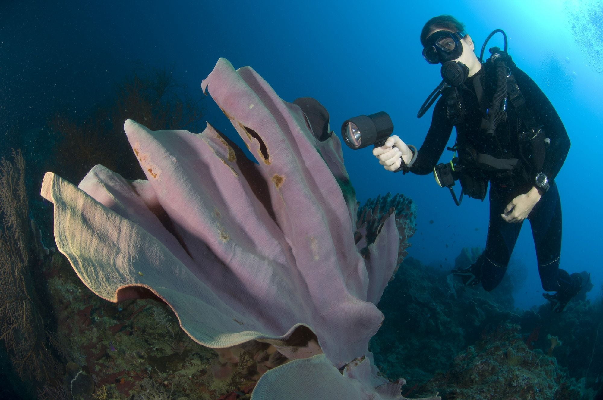 Purple elephant ear sponge with diver Papua New Guinea Canvas Art - Steve JonesStocktrek Images (18 x 12)