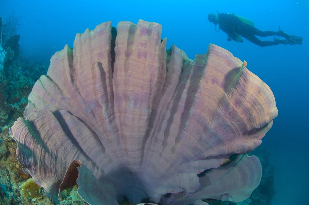Purple elephant ear sponge with diver Papua New Guinea Canvas Art - Steve JonesStocktrek Images (35 x 23)