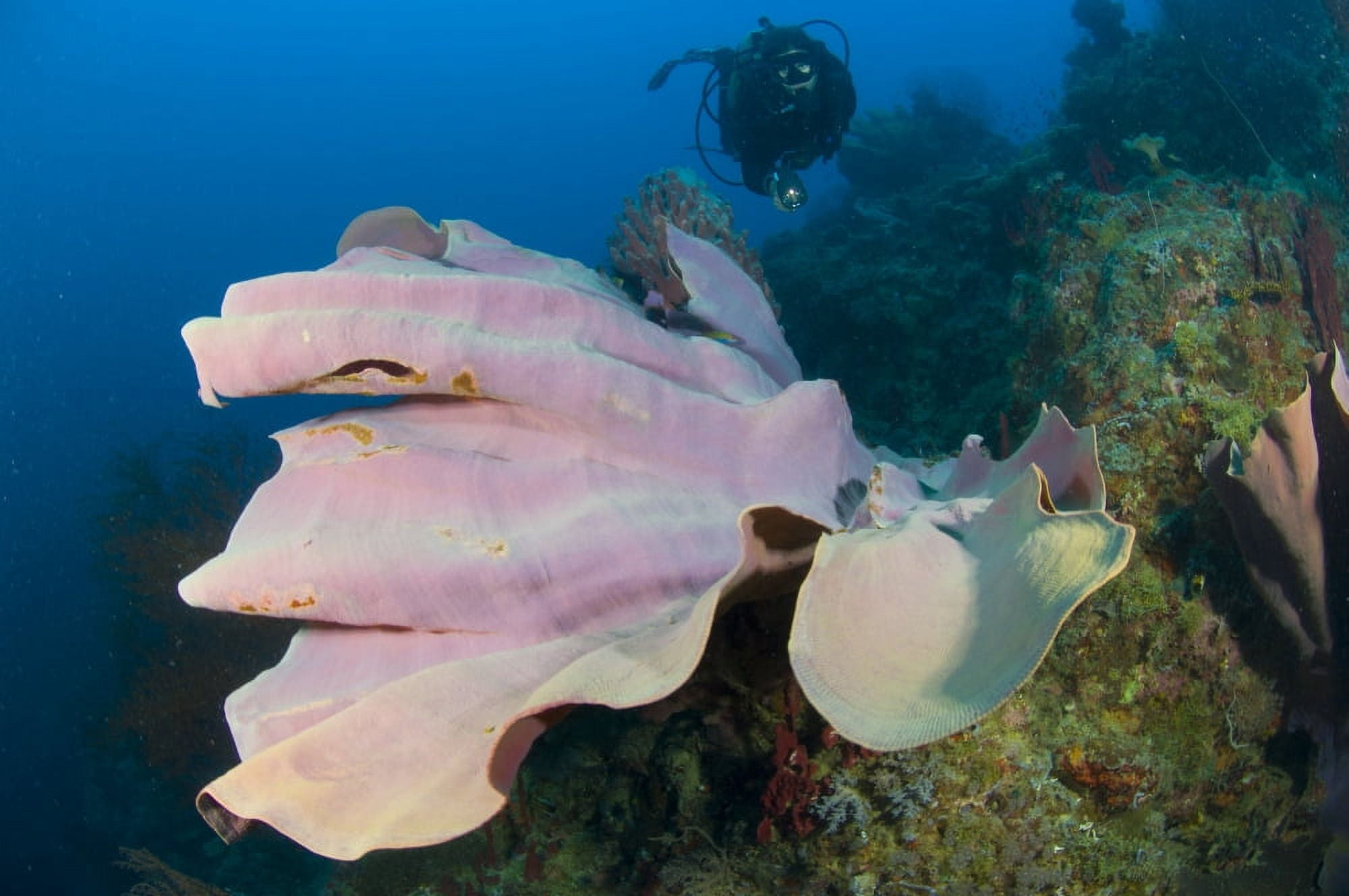 Purple elephant ear sponge with diver Papua New Guinea Canvas Art - Steve JonesStocktrek Images (35 x 23)