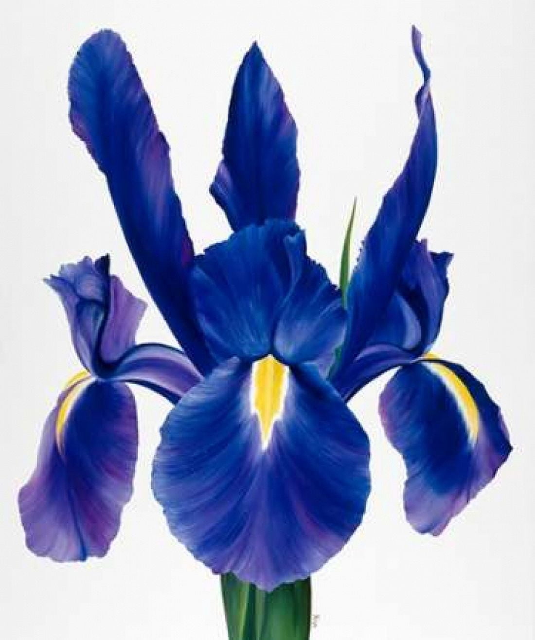 Purple floral I Canvas Art - Yvonne Poelstra-Holzhaus (20 x 24)