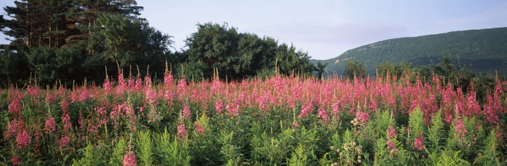 Purple loosestrife (Lythrum salicaria) flowers in a field Forillon National Park Quebec Canada Canvas Art - Panoramic Images (12 x 36)