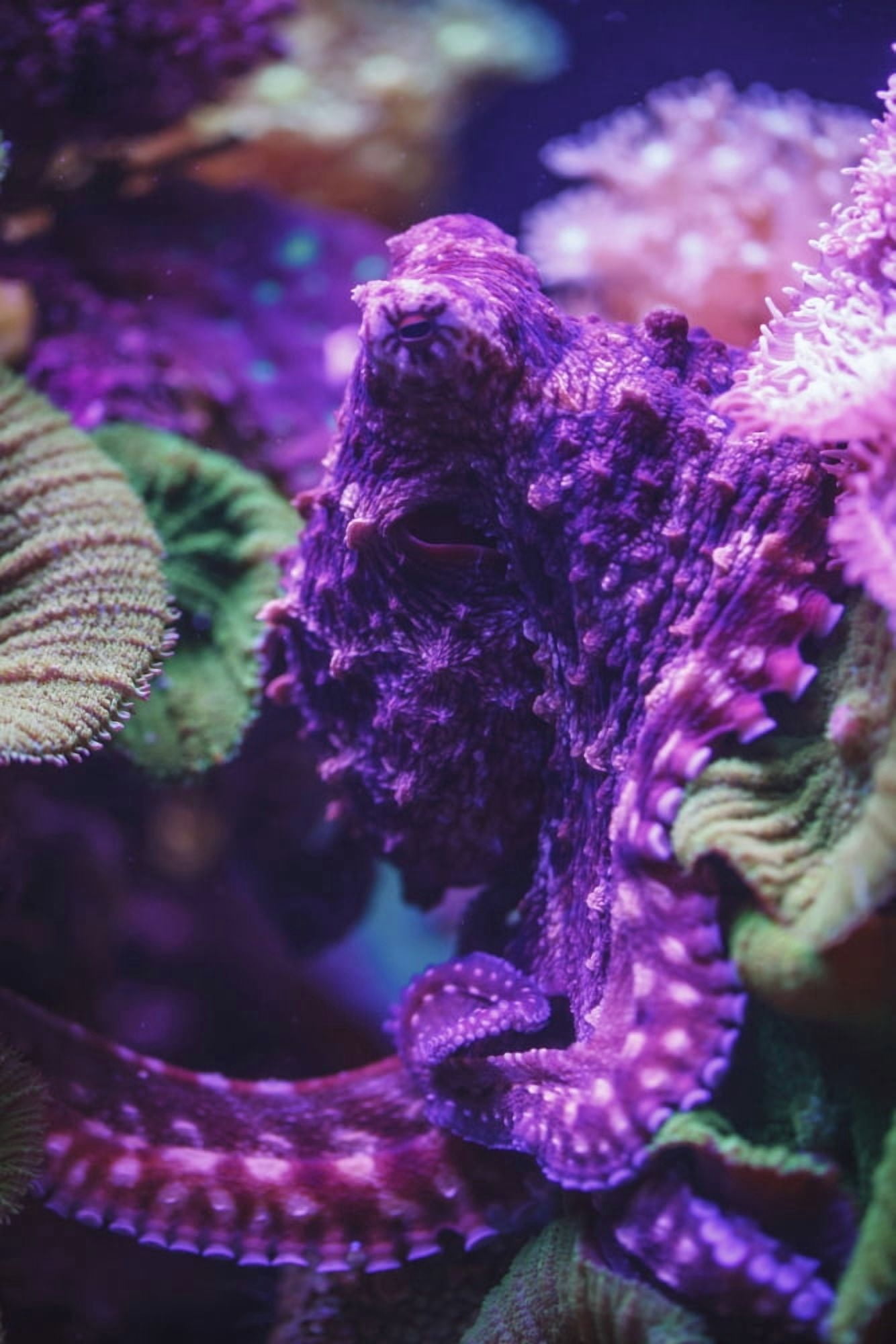 Purple octopusIsrael Canvas Art - Reynold Mainse Design Pics (24 x 38)