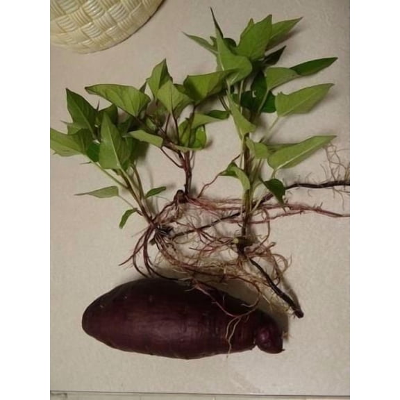 Purple okinawan sweet potato (2 SLIPS) Also known as Hawaiian Sweet Potato