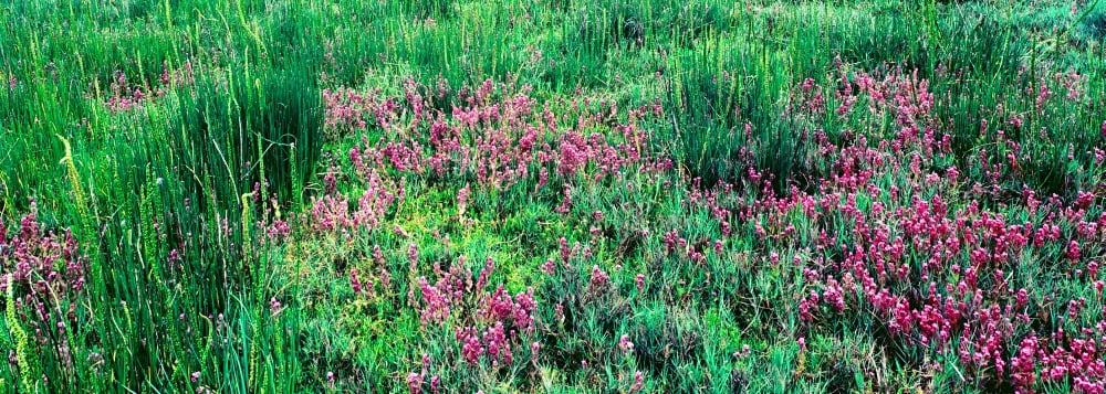 Purple owls clover (Castilleja exserta) flowers blooming in a field Arcata Wastewater Treatment Plant and Wildlife Sanctuary Arcata California USA Canvas Art - Panoramic Images (7 x 18)