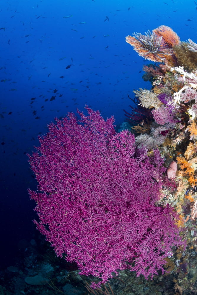 Purple sea fan in Raja Ampat Indonesia Canvas Art - Todd WinnerStocktrek Images (12 x 18)