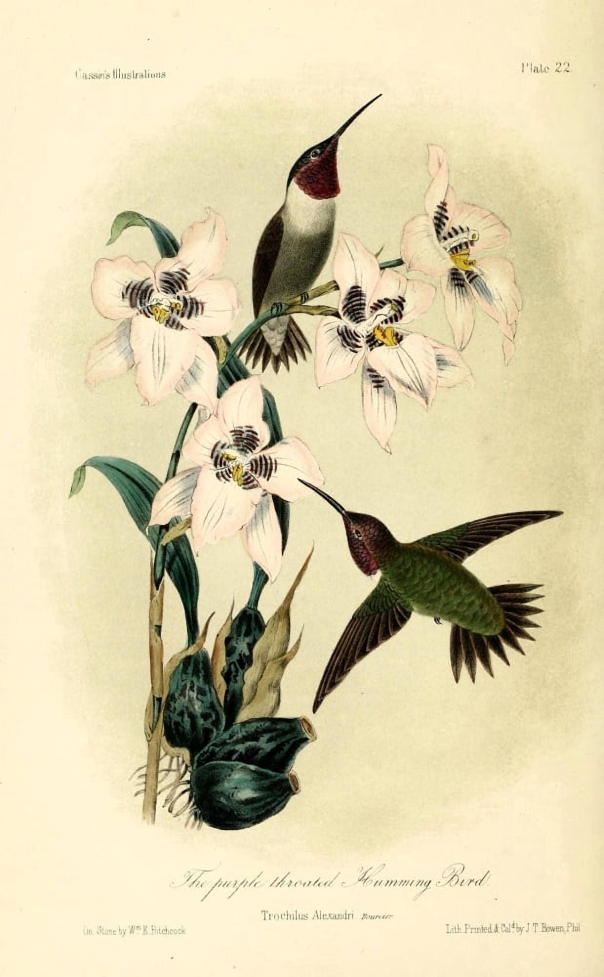 Purple-thr Humming Bird Canvas Art - WE Hitchcock (24 x 36)
