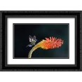 thumbnail image 1 of Purple-throated Mountain-gem hummingbird male , Costa Rica 2x Matted 24x18 Black Ornate Framed Art Print by Wothe, Konrad, 1 of 2