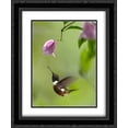 thumbnail image 1 of Purple-throated Woodstar hummingbird hovering near Bougainveillea flower, Ecuador 2x Matted 20x24 Black Ornate Framed Art Print by Fitzharris, Tim, 1 of 2