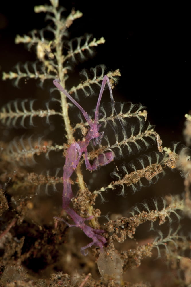 Purple variety of skeleton shrimp Tulamben Bali Indonesia Canvas Art - Steve JonesStocktrek Images (23 x 35)