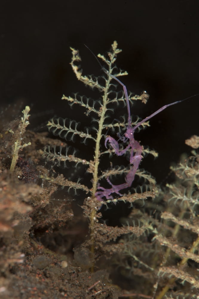 Purple variety of skeleton shrimp Tulamben Bali Indonesia Canvas Art - Steve JonesStocktrek Images (23 x 35)