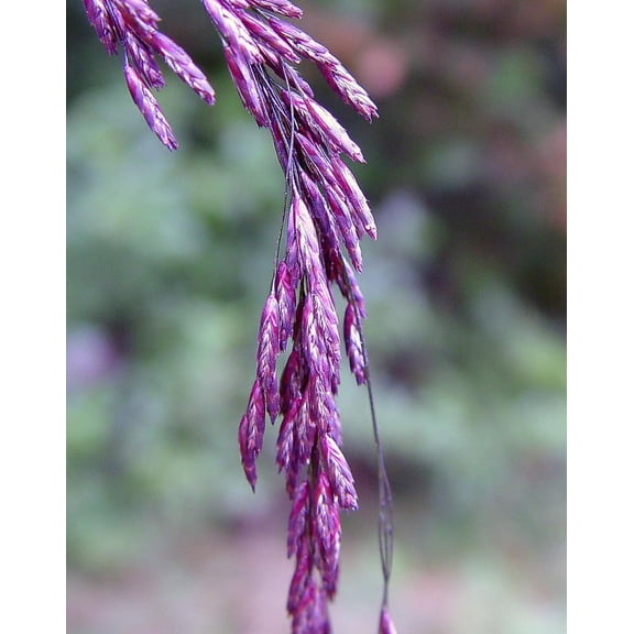 Purpletop Tridens Grass Seeds for Planting - Tridents flavus (5,000 Seeds)