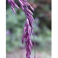 thumbnail image 1 of Purpletop Tridens Grass Seeds for Planting - Tridents flavus (500 Seeds), 1 of 3