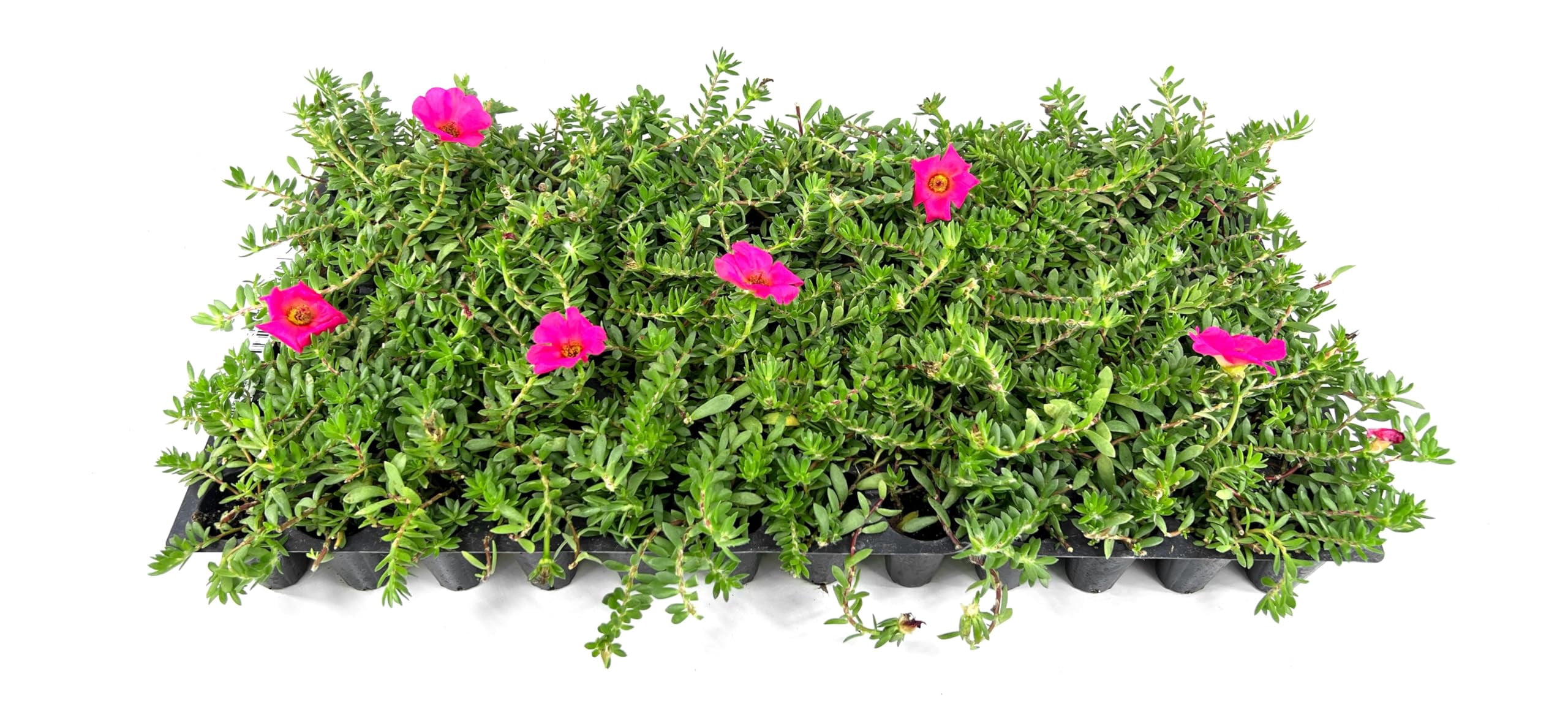 Purslane Hot Pink | 3 Live Plants | Portulaca grandiflora | Bright Pink Succulent Flowers | Spreading Ground Cover for Sunny Spaces